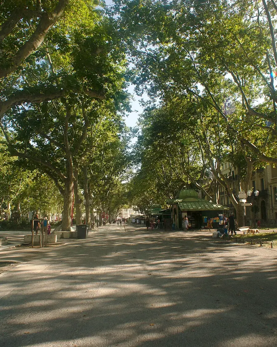 Allées ombragées de l’esplanade à Montpellier
